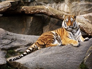 tiger-sibirsky.jpg