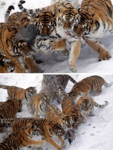 465366-img-tiger-sibirsky-tigre-sibirske-ohrozeny-druh.jpg